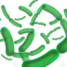 Lactobacillus rhamnosus