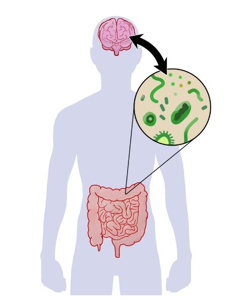 Illustrated image of the link between the brain and gut health